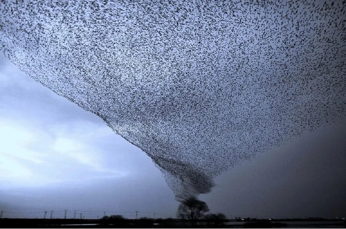 Tornado ptaków 