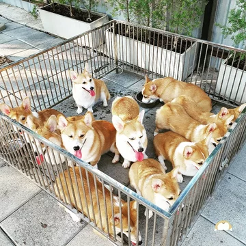 Psia kawiarnia w Bangkoku 