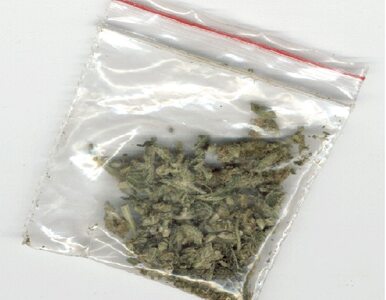 Miniatura: Pół kg marihuany i krzaki konopii w...