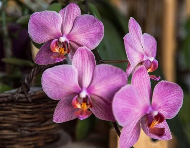 Miniatura: Dwie łyżeczki i storczyk wystrzelił....