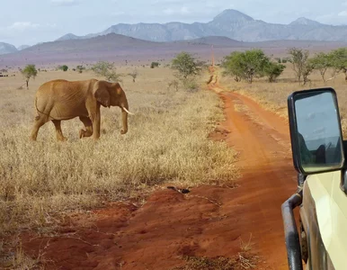 Miniatura: Chwile grozy na safari. Auto zepsuło się...