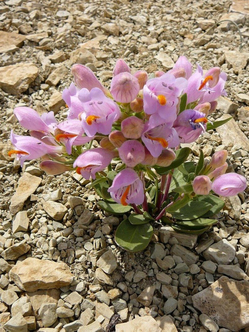 Penstemon grahamii