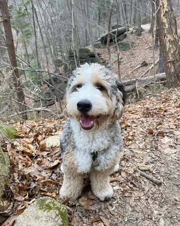 Bernedoodle Darwin 