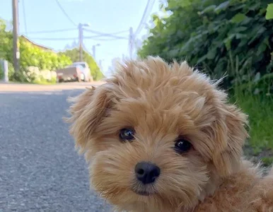 Miniatura: Kultowy Teddy Bear ma poważnego...