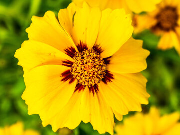Nachyłek wieloletni (Coreopsis verticillata)