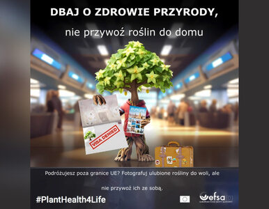 Miniatura: Kampania #PlantHealth4Life wróciła! Europa...
