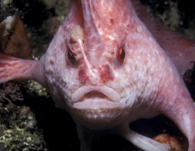 Miniatura: Niezwykła ryba widziana szósty raz w...