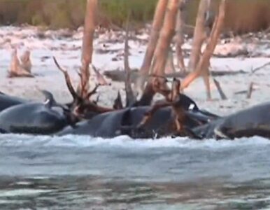 Miniatura: Tragedia na Florydzie. Nie żyje 25 wielorybów