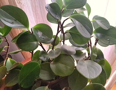 Miniatura: Żegnamy sansewierie i zamiokulkasy. Teraz...