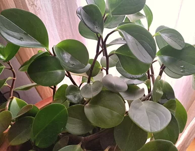 Miniatura: Żegnamy sansewierie i zamiokulkasy. Teraz...