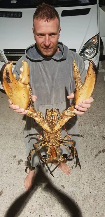 Krab wyłowiony przez nurka 