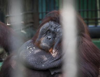Miniatura: Chorobliwe otyły orangutan żyje zamknięty...