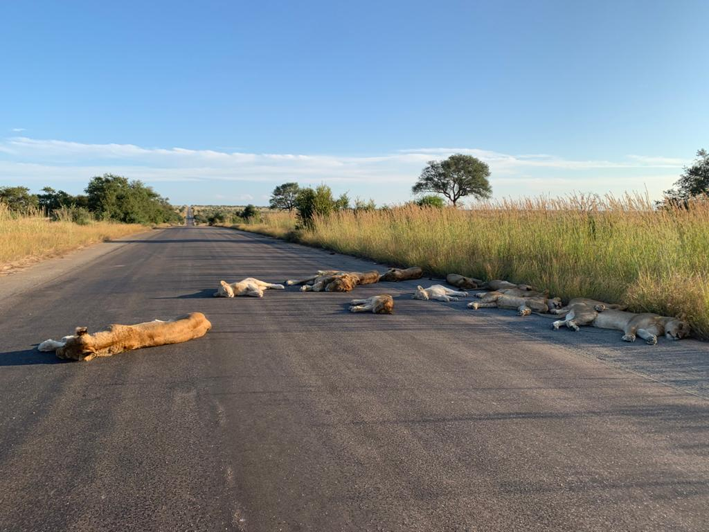 Lwy na drodze w Parku Narodowym Krugera 