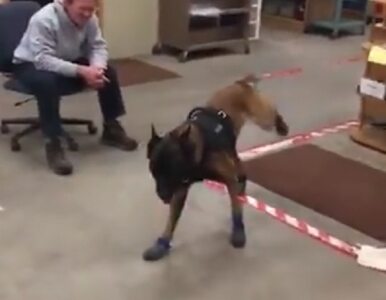 Miniatura: Policyjny pies uczy się chodzić w......