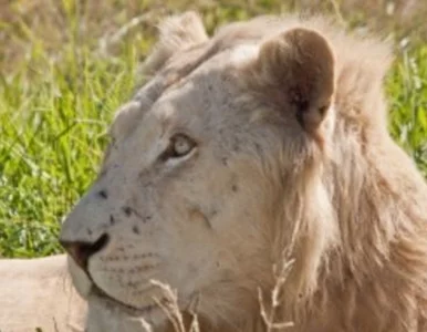 Miniatura: W okolicach Londynu grasuje... lew!