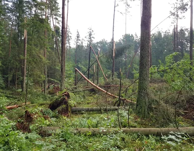 Miniatura: Potężna trąba powietrzna na Mazurach....