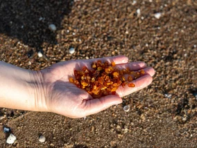 Miniatura: Wyjątkowe zbiory nad morzem. „Złoto...