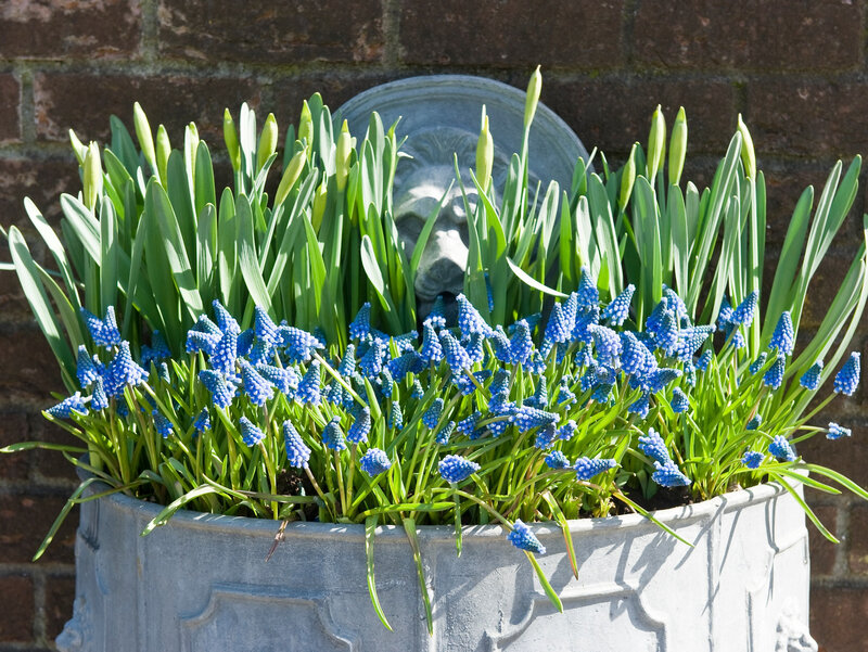 Szafirki w&nbsp;donicy