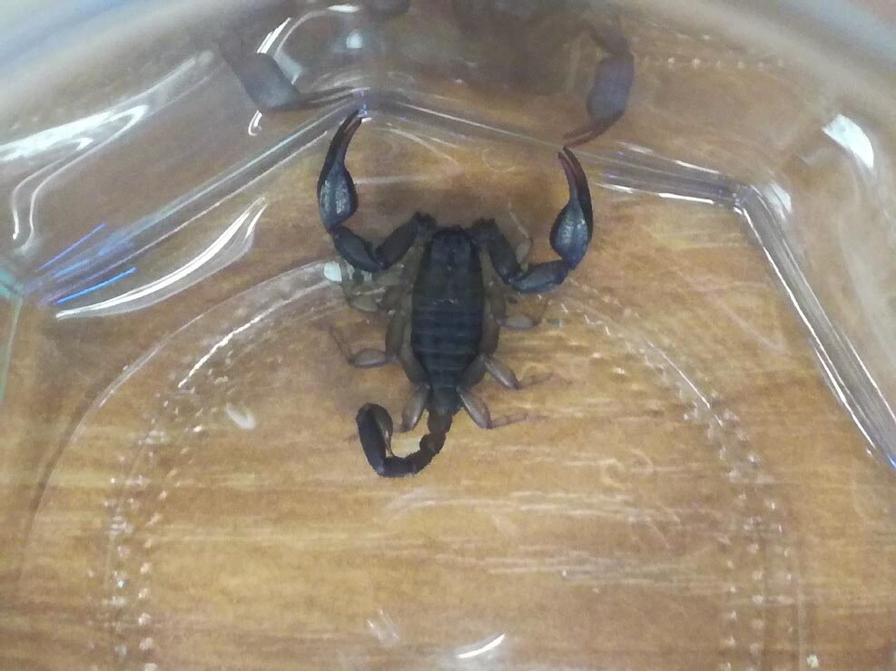 Skorpion przywieziony z Chorwacji w lipcu 