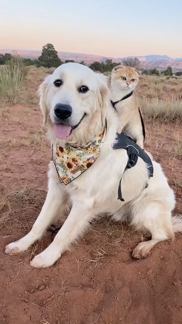 Pies Samson i kot Cleo 