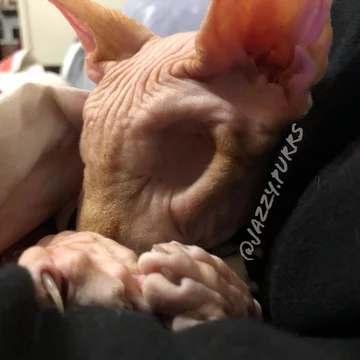 Jasper 