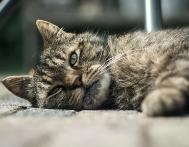 Miniatura: Zbadali demencję u kotów. Wyniki pomogą w...