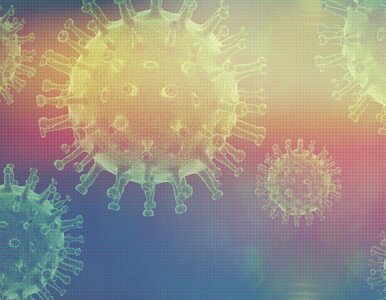 Miniatura: Czujnik wirusów wykrywa koronawirusa w 5...
