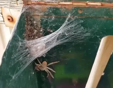 Miniatura: Przerażająca zawartość skrzynki na listy....