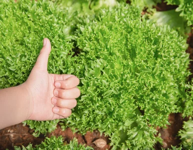 Miniatura: Sałatę sieję po tych warzywach. Rośnie...