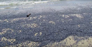 Velella 