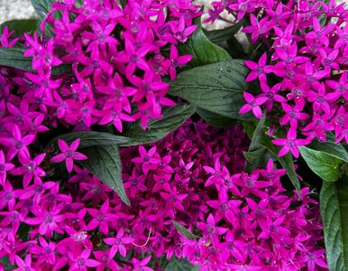 Miniatura: Posadź zamiast pelargonii. Piętak...