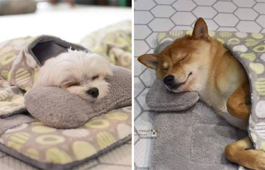 Psy śpiące w specjalnym przedszkolu 