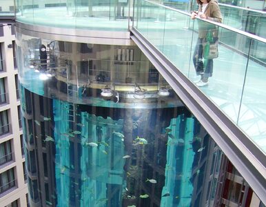 Miniatura: Pękło gigantyczne akwarium w hotelu w...