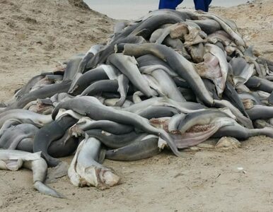 Miniatura: Rzeź rekinów w RPA. Na plaży znaleziono...