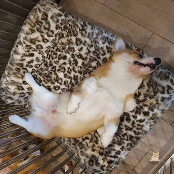 Psia kawiarnia w Bangkoku 