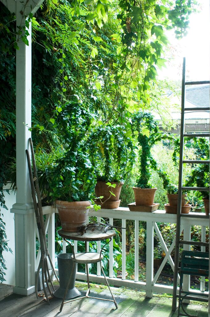 Rośliny oczyszczające powietrze – Hedera helix