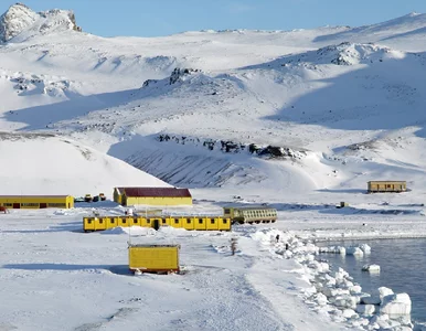 Miniatura: Pingwiny i zmiany klimatu pod lupą...