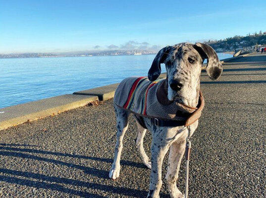 Miniatura: Ten gigantyczny pies to urodzony model!...