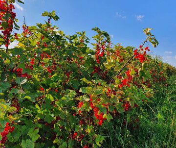 Porzeczka &ndash; to&nbsp;jeden z&nbsp;ulubionych owoc&oacute;w państwa Bańcerowskich
