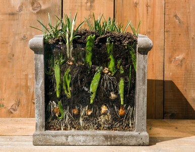 Miniatura: Nie chowaj donicy do piwnicy! Jeden błąd w...