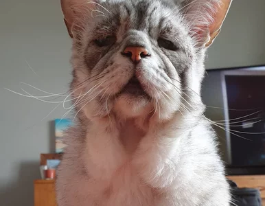 Miniatura: Najsmutniejszy kot świata znalazł dom!...