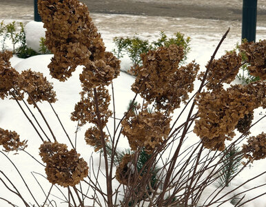 Miniatura: Źle przytniesz i nie zakwitną ani razu....