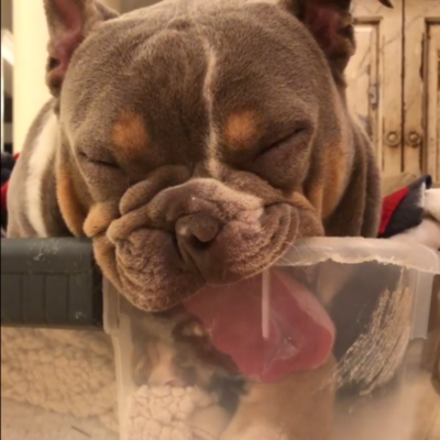 Miniatura: Ten pies przeżył cudem. Jest najbardziej...