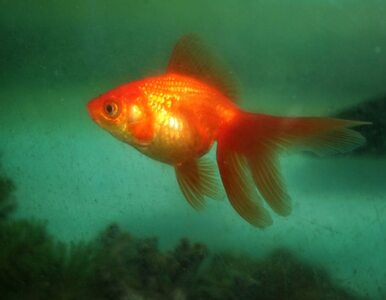 Miniatura: W USA złowili 2-kilogramową złotą rybkę