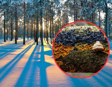 Miniatura: Pokazali niezwykłe zdjęcia grzybów zimą....
