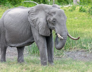 Miniatura: Turystka zadeptana przez słonia w...