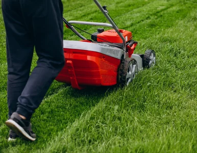 Miniatura: Chwyciłam za kosiarkę za wcześnie. Trawnik...