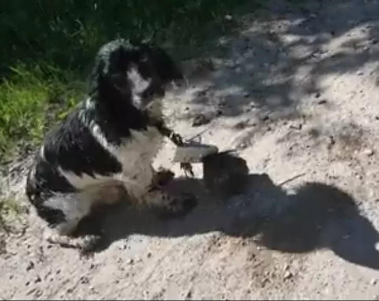 Miniatura: Znalazła porzuconego psa. Do szyi miał...