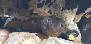 W takich warunkach przewożone były zwierzęta 