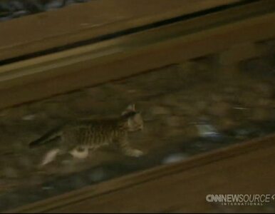 Miniatura: Koty sparaliżowały metro